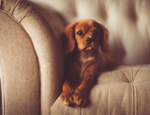 Pets on Property: How Multifamily Managers Can Keep Track